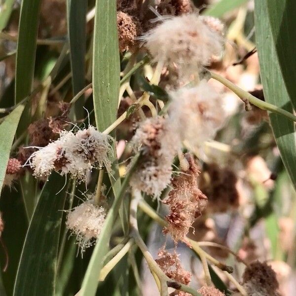 Acacia salicina Bloem