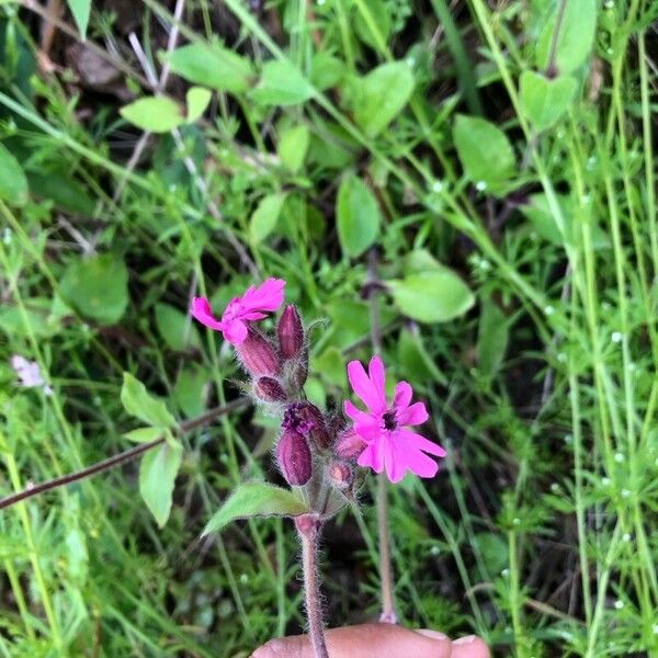 Silene dioica Kwiat