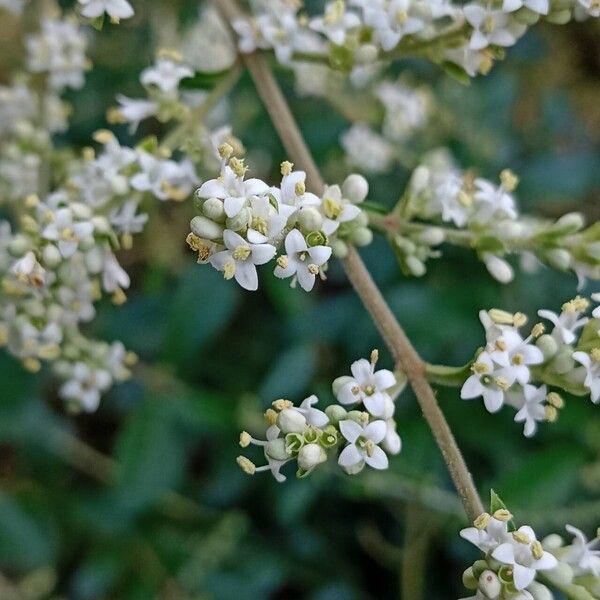 Ligustrum quihoui Λουλούδι