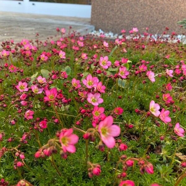 Saxifraga rosacea Квітка