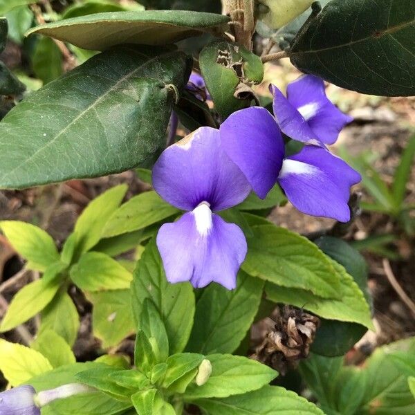 Matourea azurea Fiore