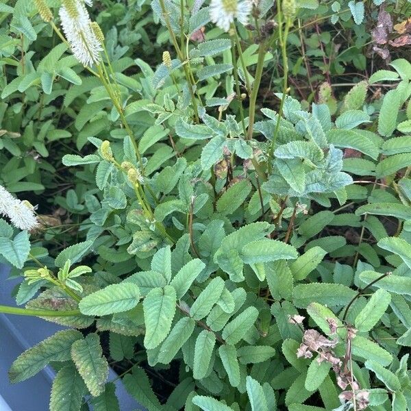 Sanguisorba canadensis Leaf