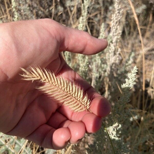 Agropyron cristatum Froito