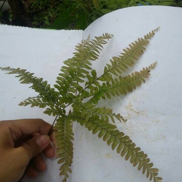 Adiantum hispidulum Leaf