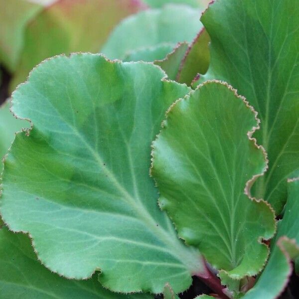 Bergenia crassifolia Leht