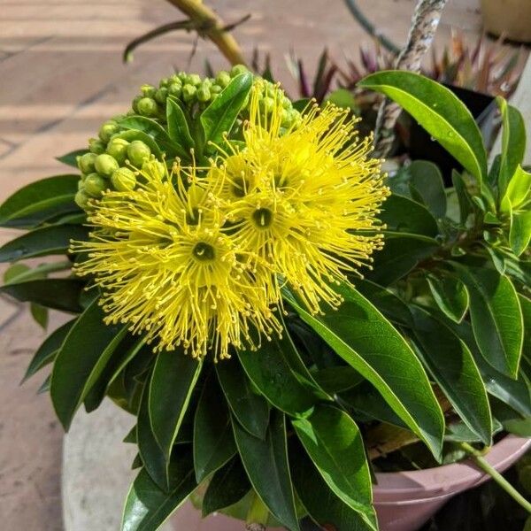 Xanthostemon chrysanthus Flower