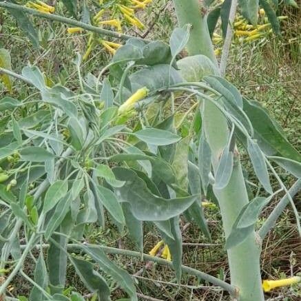 Nicotiana glauca Lapas