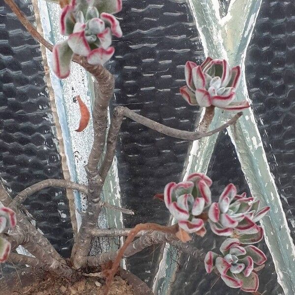 Echeveria pulvinata Blomst