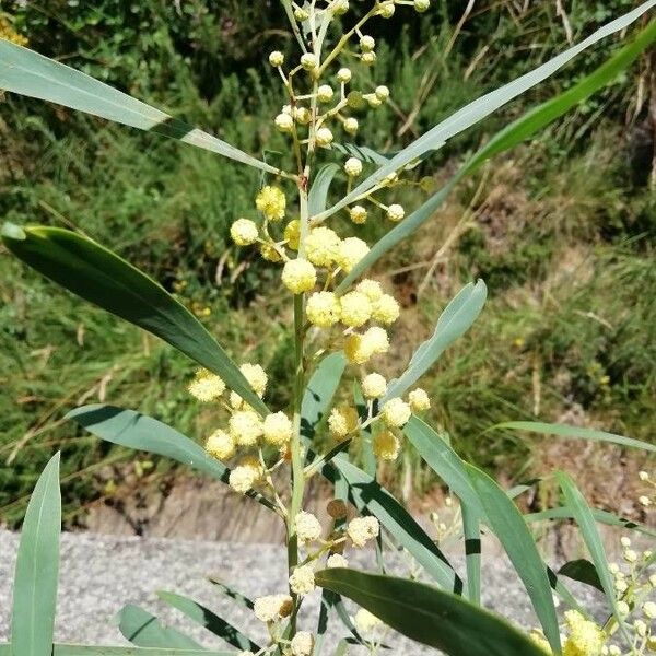 Acacia retinodes Цветок