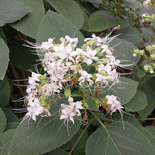 Clerodendrum infortunatum ফুল