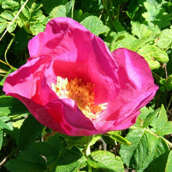 Rosa rugosa Çiçek