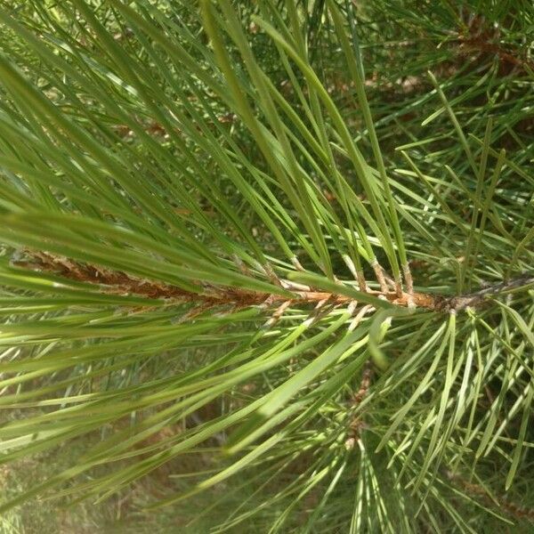 Pinus pinaster Blad