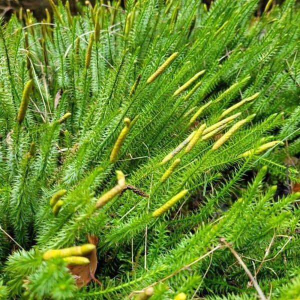 Lycopodium annotinum Hostoa