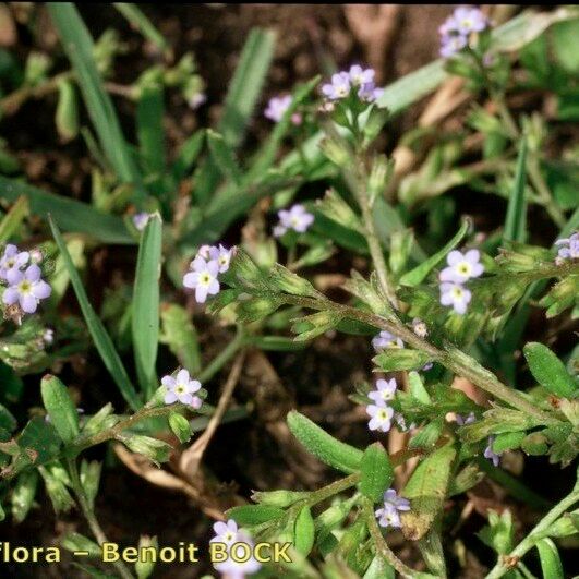 Myosotis sicula Συνήθη χαρακτηριστικά