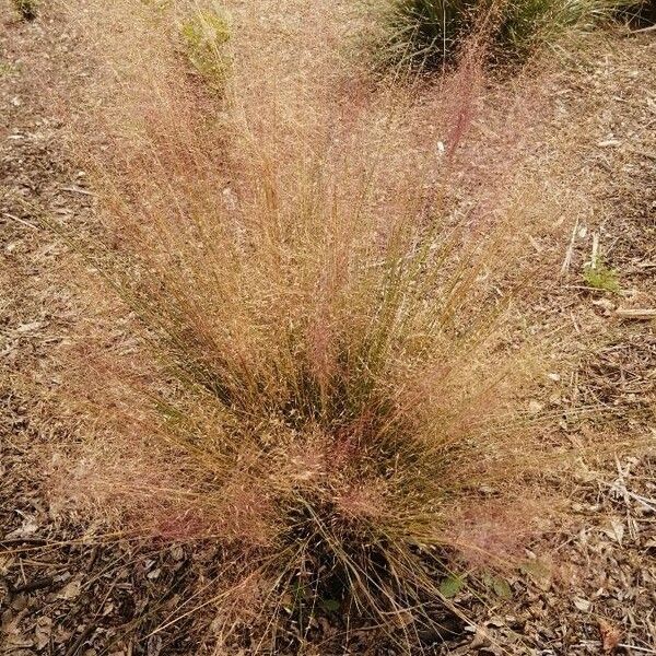 Muhlenbergia capillaris Frunză