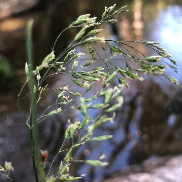 Poa trivialis Цвят