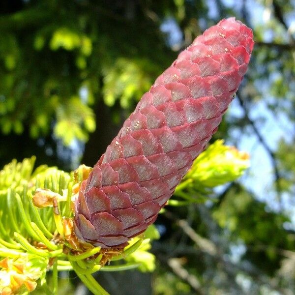 Abies alba Fruto