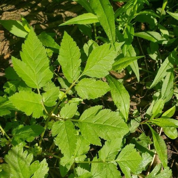 Osmorhiza longistylis Φύλλο