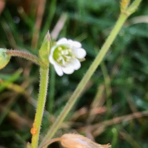 Cerastium fontanum फूल