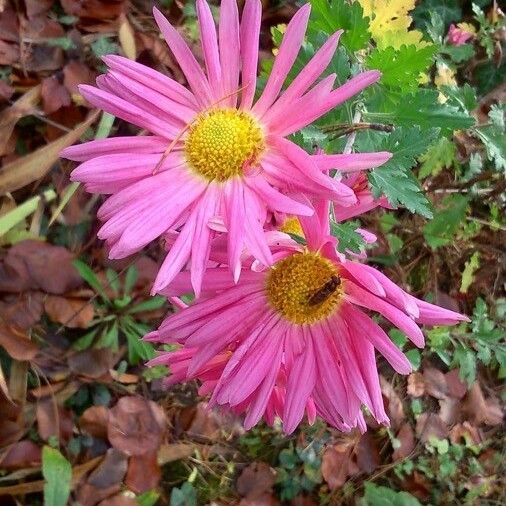 Callistephus chinensis Flor