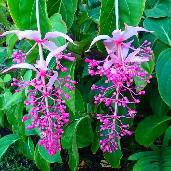 Medinilla magnifica Λουλούδι