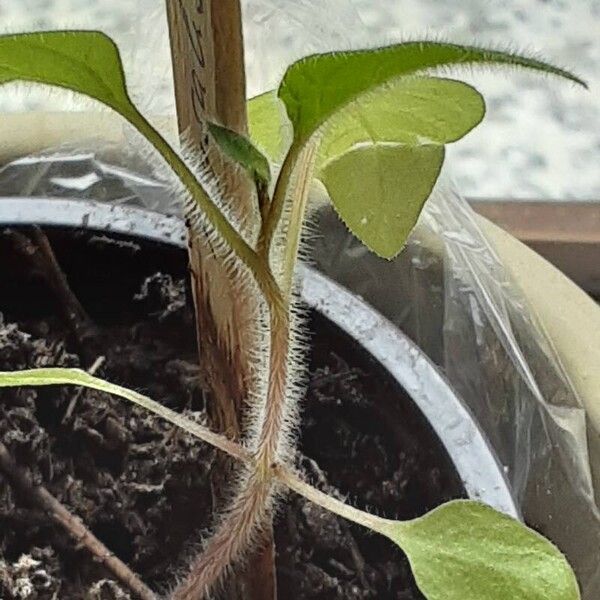 Physalis peruviana Casca