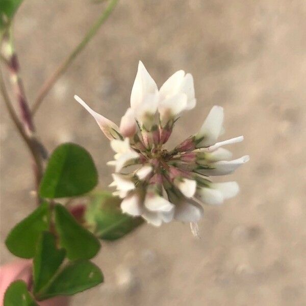 Trifolium nigrescens Кветка