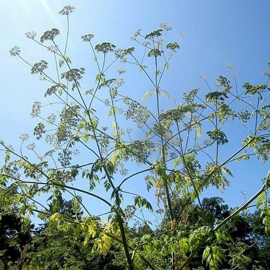 Conium maculatum Flor