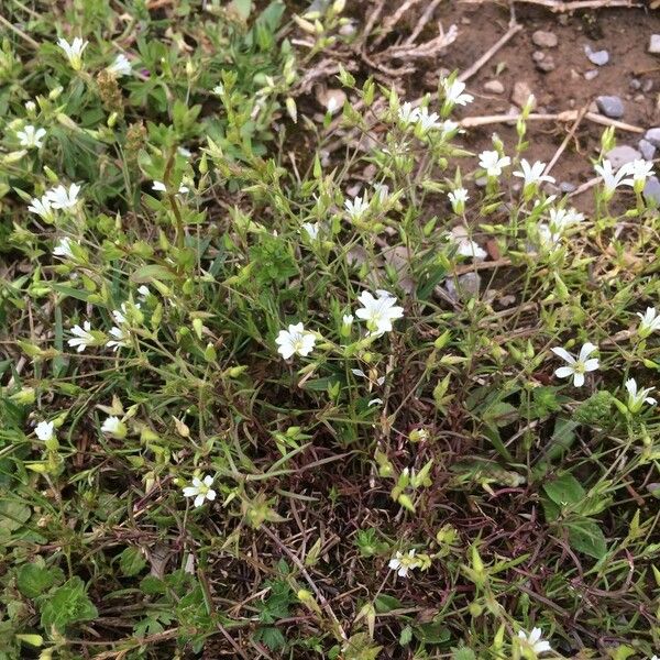 Mononeuria patula Habit