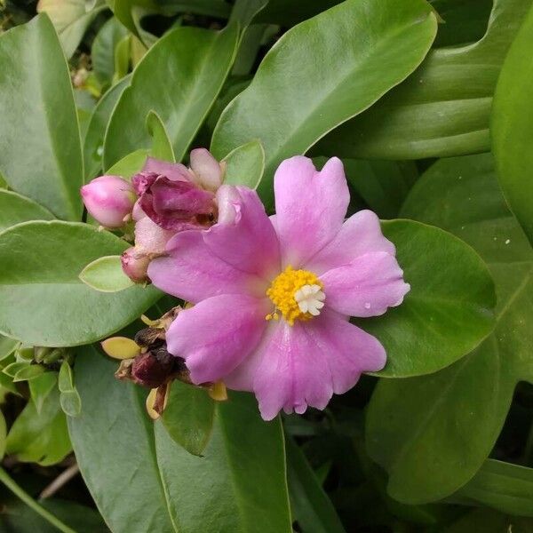 Rhodocactus grandifolius 花