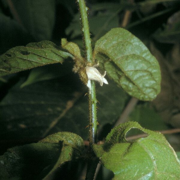 Solanum leucopogon Кара