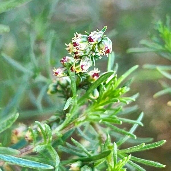 Artemisia scoparia Kvet