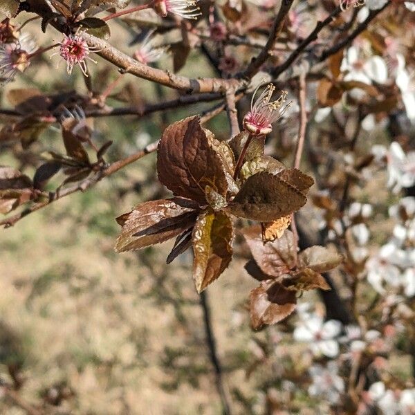 Prunus cerasifera Blatt