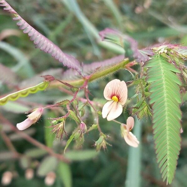 Aeschynomene americana Flower