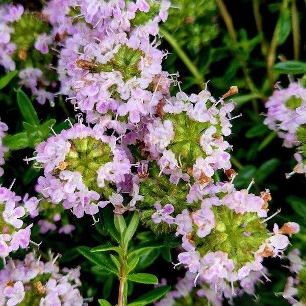 Thymus longicaulis Blüte