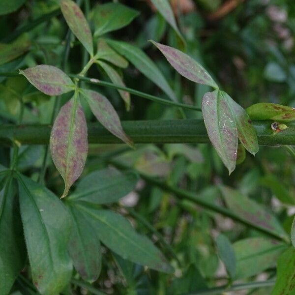 Jasminum mesnyi Кара