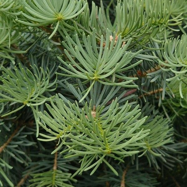 Abies concolor Листок