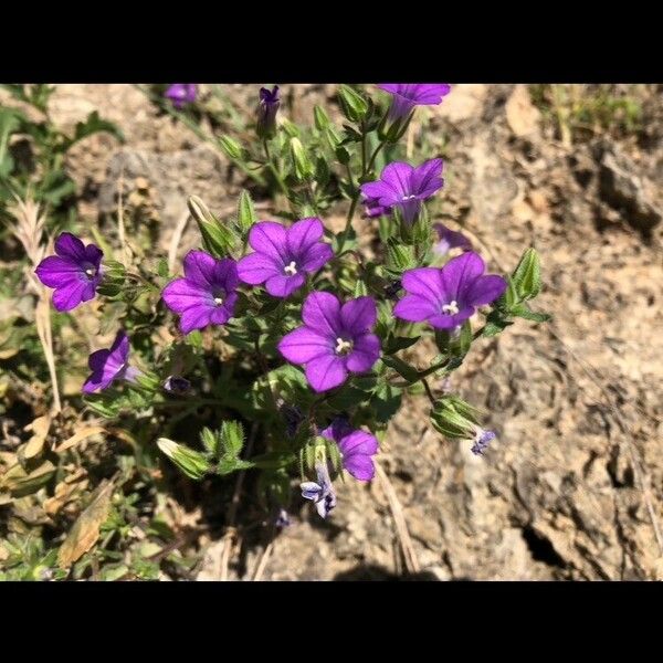 Legousia speculum-veneris Flower