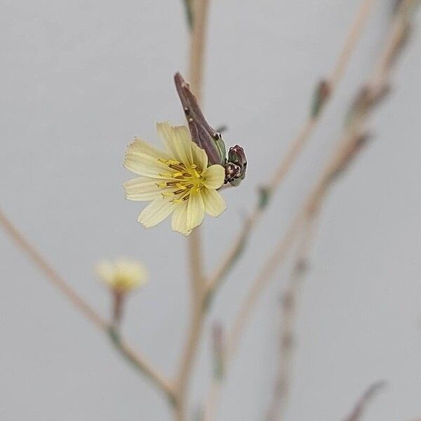 Lactuca saligna Flower