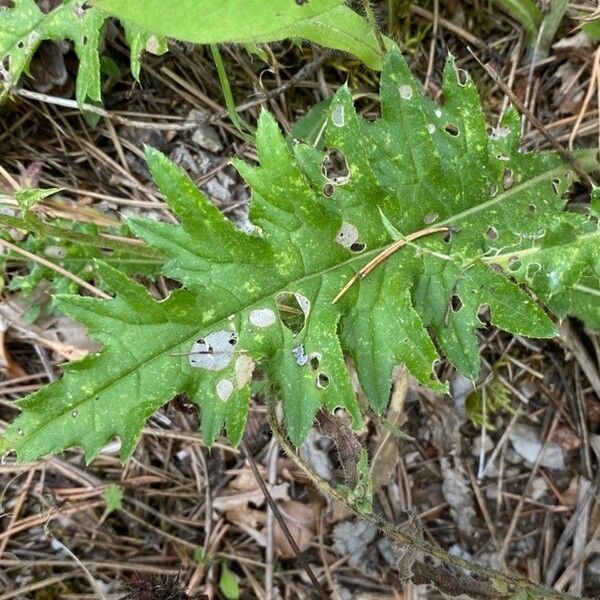Cirsium tuberosum Leaf