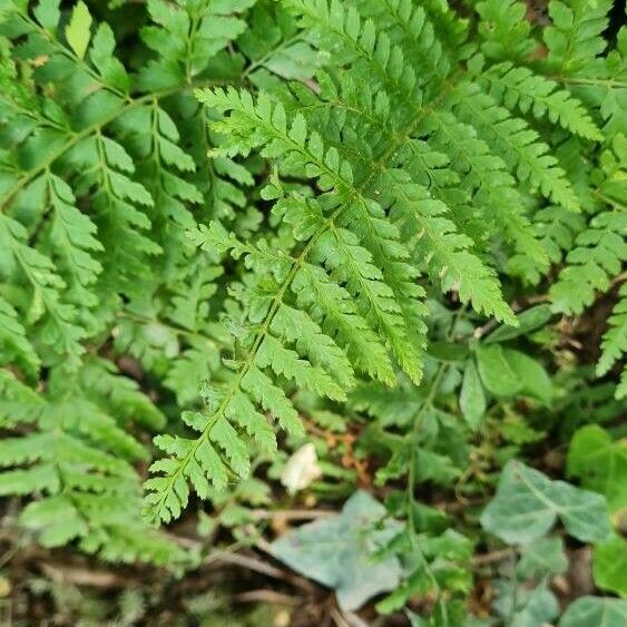 Polystichum braunii Лист