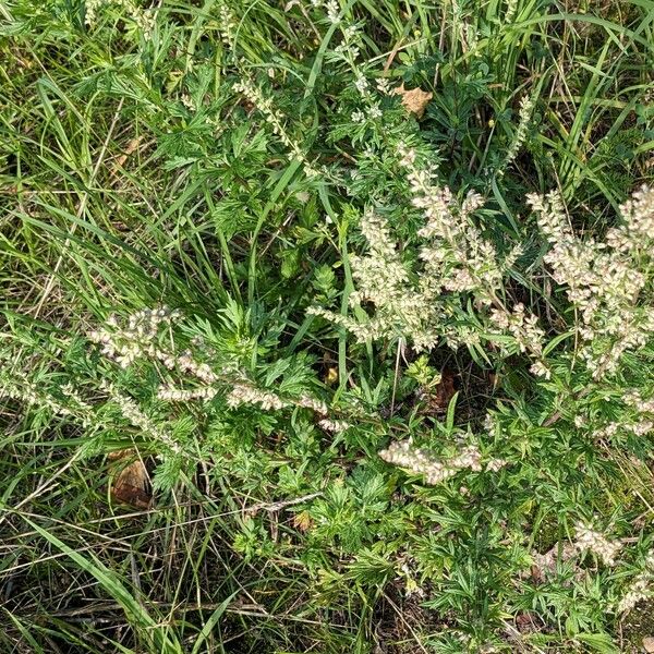Artemisia vulgaris 形态