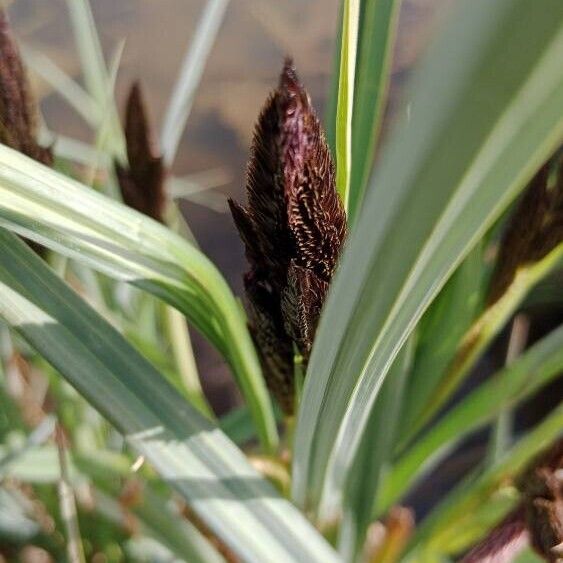 Carex acutiformis ᱵᱟᱦᱟ