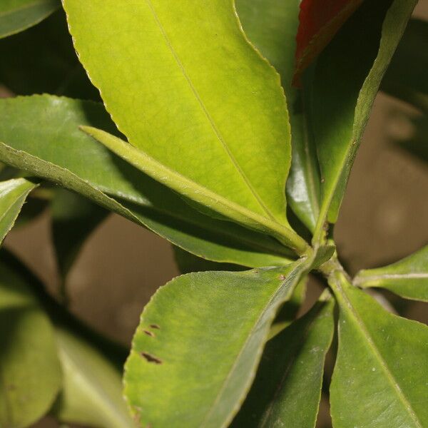 Miconia albicans Fuelha