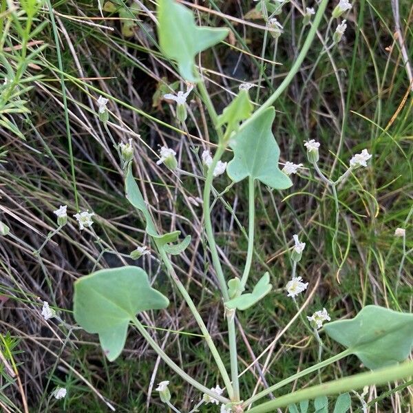 Rumex scutatus Blatt