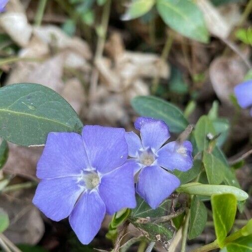 Vinca minor Flor