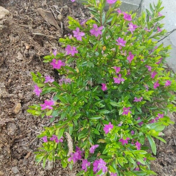 Cuphea hyssopifolia Bloem