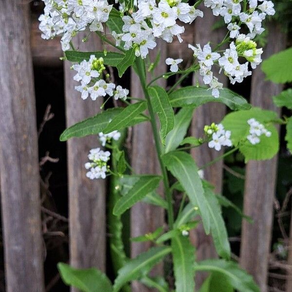 Armoracia rusticana Floare