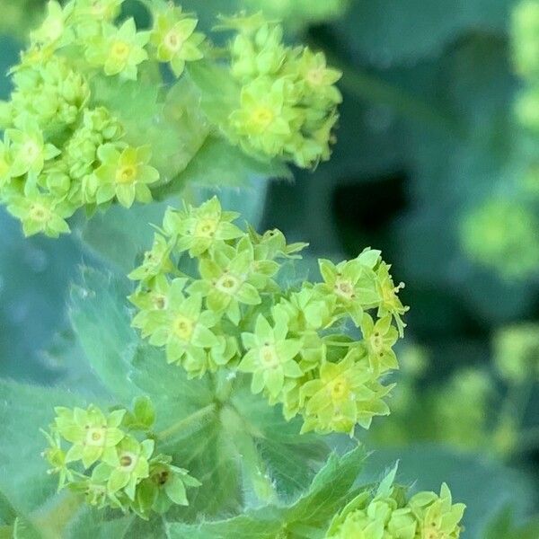 Alchemilla xanthochlora Кветка