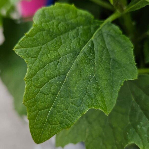 Pericallis lanata Blatt